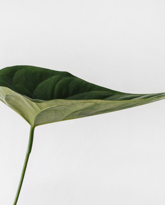 SIBIR sustainability lily pad